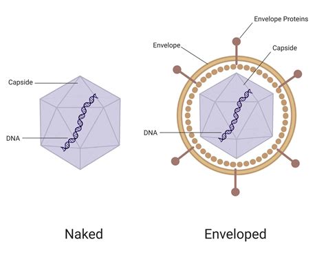 viruses with envelope problems